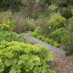 What Are the Best Companion Plants for Courgettes?