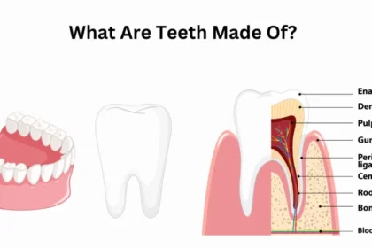 What Makes Teeth Different from Bones?