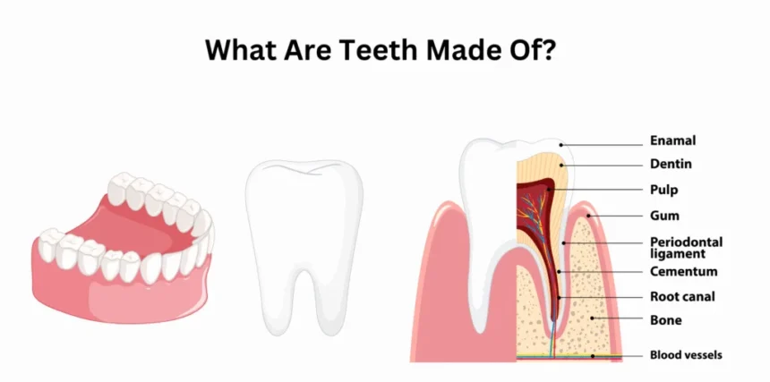 What Makes Teeth Different from Bones?