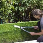 When Is the Best Time to Shear Hedges?