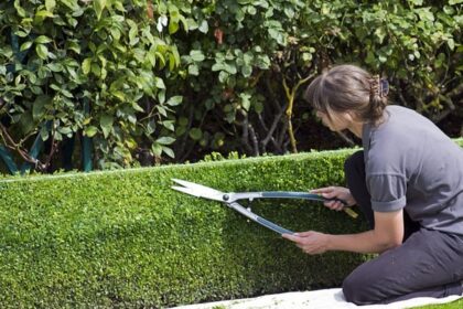 When Is the Best Time to Shear Hedges?
