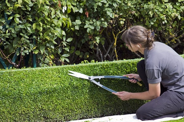 When Is the Best Time to Shear Hedges?