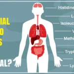 What Are Amino Acids and Why Are They Important?