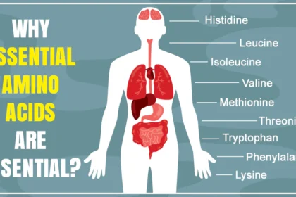 What Are Amino Acids and Why Are They Important?
