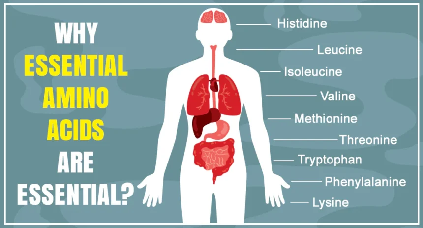 What Are Amino Acids and Why Are They Important?