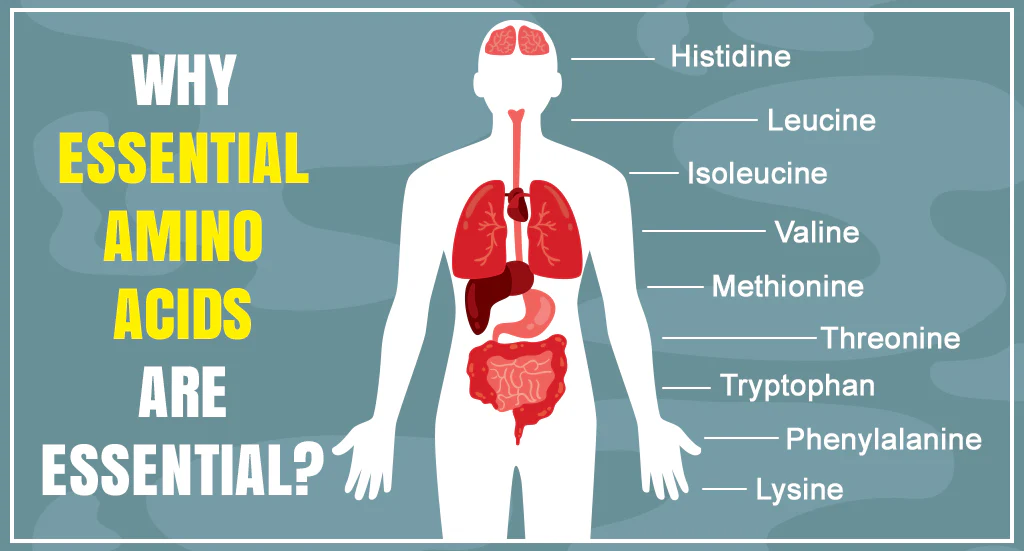 What Are Amino Acids and Why Are They Important?