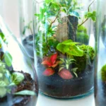 What Are the Best Plants for a Terrarium?