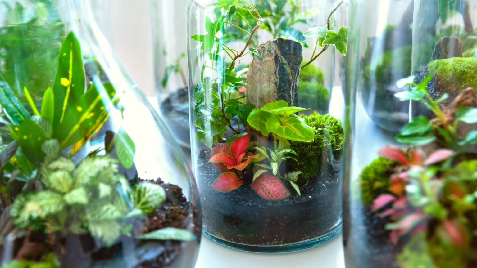 What Are the Best Plants for a Terrarium?