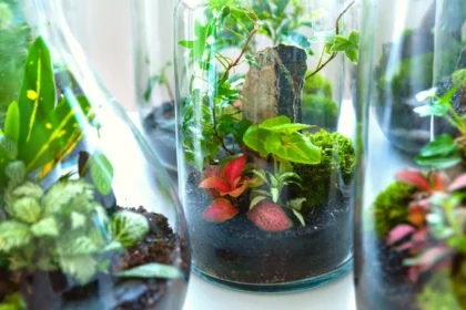 What Are the Best Plants for a Terrarium?