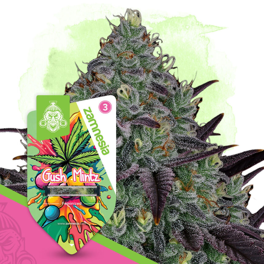 Who Can Benefit from Gush Mintz?